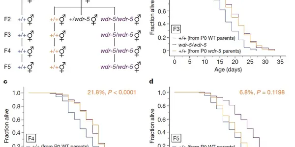 Epigenetic Inheritance Of Longevity