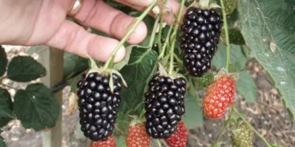 Natchez - This New Blackberry Doesn't Make Phone Calls But It's Big And Thornless
