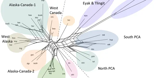 Dene–Yeniseian Linguistic Phylogeny Suggests Humans Went Back To Asia From Beringia