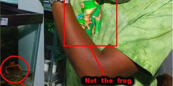 New Frog Species Discovered In Panama
