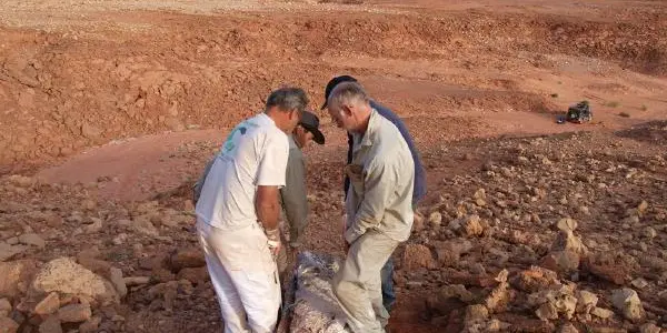 Dinosaur Hunters Find New Giant Species In The Sahara
