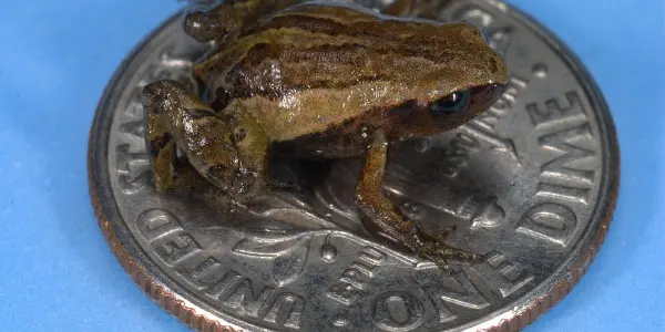 Noblella Pygmaea - The Dwarf in The Elfin Forests