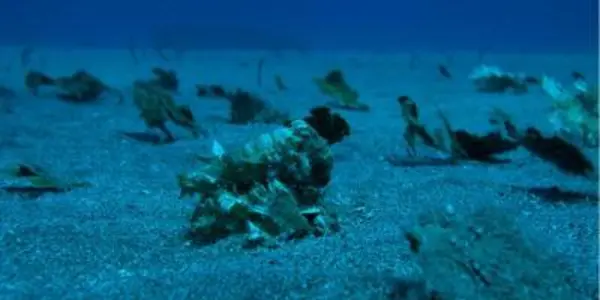 Unraveling The Mysteries Of Camouflage