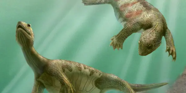 Odontochelys Semitestacea - 220 Million Year Old Triassic Turtle Tells Us How It Got Its Shell