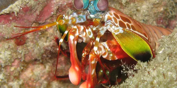 Eye Evolution Gets Its "War And Peace"