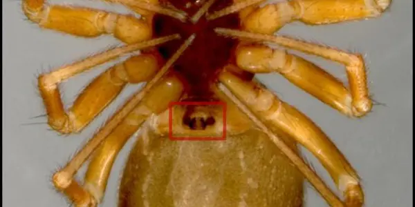 Mating Plugs: Male Dwarf Spiders Create Their Own Chastity Belts For Females