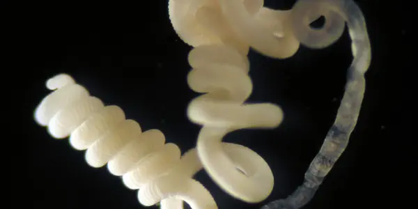 Poison Becomes Food: Worm Lives On Carbon Monoxide And Sewer Gas