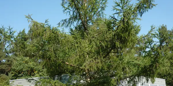 Apical dominance in plants