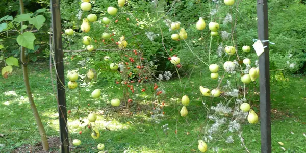 Plant decorations a different way to make you happy