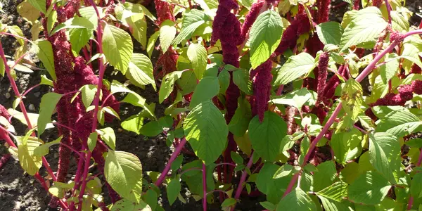 Amaranthus spp (Amaranthaceae) are salt resistant plants have C 4 photosynthesis