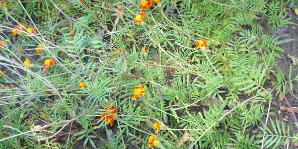 Tagetes spp (Asteraceae or Compositae) has pesticidal activities.