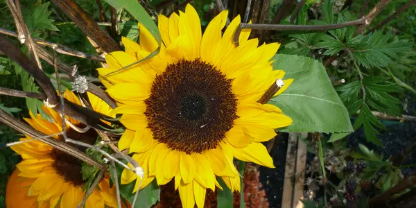 Sunflower the sign of luck