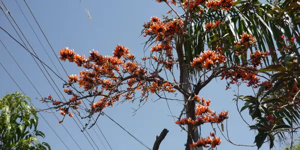 Diospyros melanoxylon or tendu patta or jugle fire or forest fire tree is planted on Shanti Path Jaipur