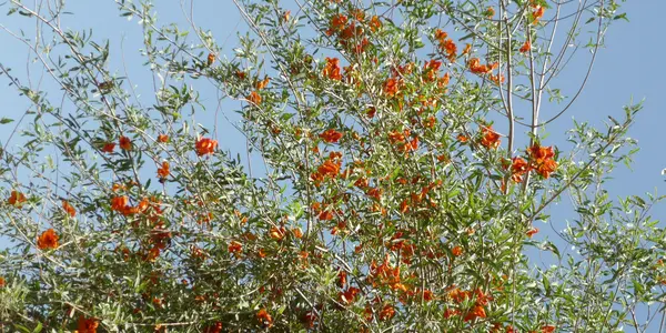 Tecomella undulata is marwar teak