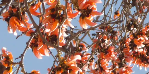 Tendu patta ( Diospyros melanoxylon   ) leaves are used for making beedis or " Indian cigar"