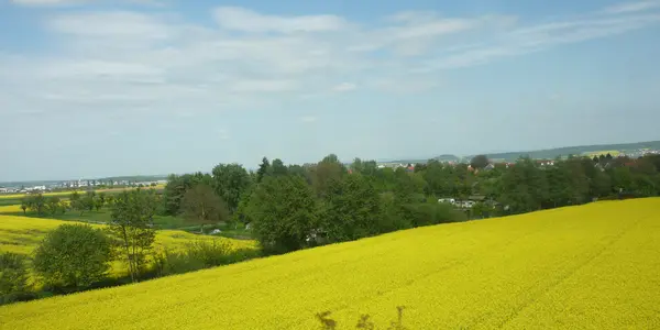 Rapeseed mustad as  crop from bio-diesel.