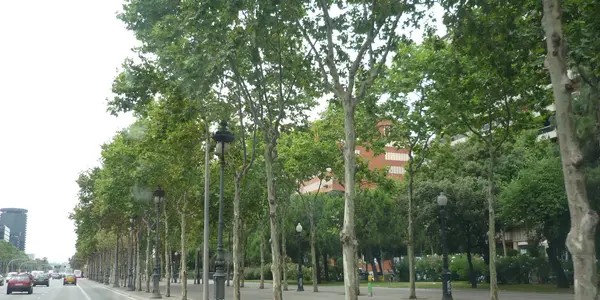 Barcelona has all green roads