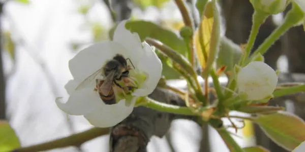 Bees and Blossoms