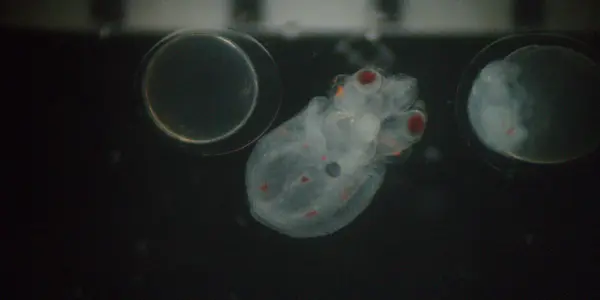 Baby Squid Like It Warm