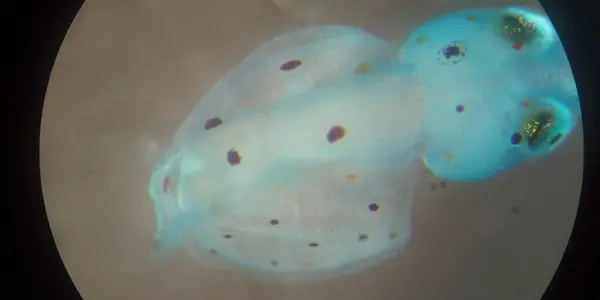 Stained Squid, Part I