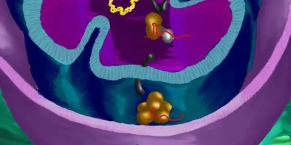 Discovery: New PNPASE Role In Shuttling RNA Into Mitochondria