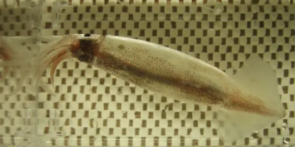 Pretty Young Squid
