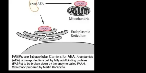 Endocannabinoids: Marijuana-Like Compound May Work For Both Pain And Appetite Control