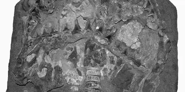 "Jaws" Of 4 Million BC - From A Peruvian Desert