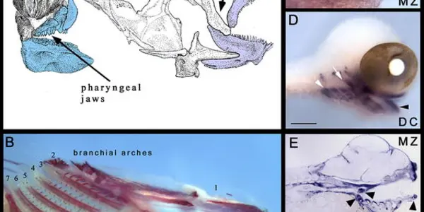 Gene Regulatory Circuit Discovered For First Tooth, Say Researchers