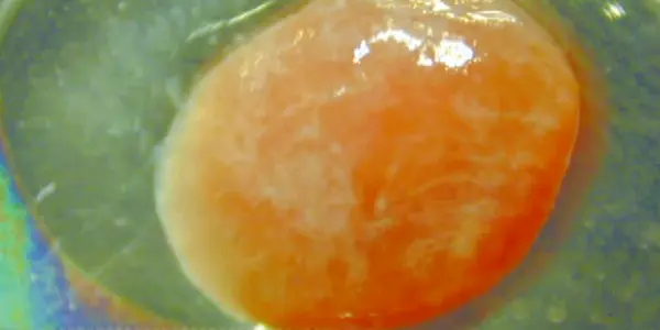The Schtory of Schmeat: Vladimir Mironov's Lab-Grown Chicken