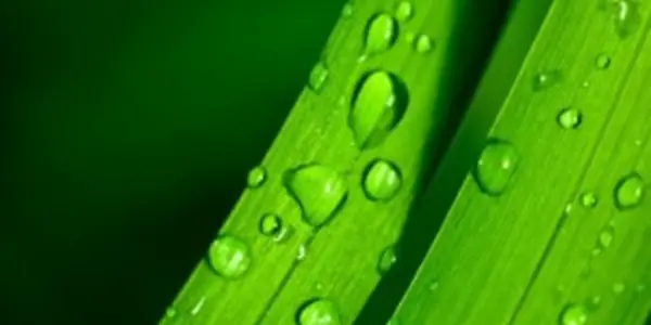 The Plant "Brain" 3: Defense, Avoiding Predators, Attracting Insects, Timed Gene Synthesis