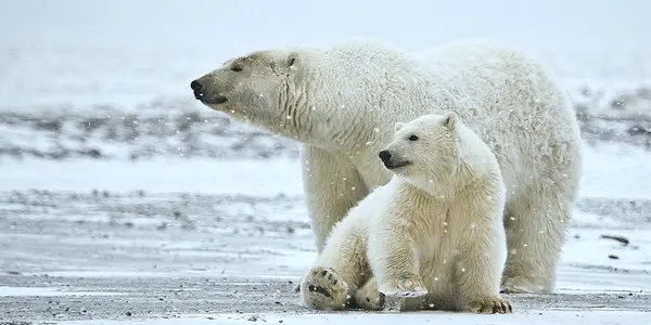 Polar Bears Genetic Ancestry Traced Back 600,000 Years