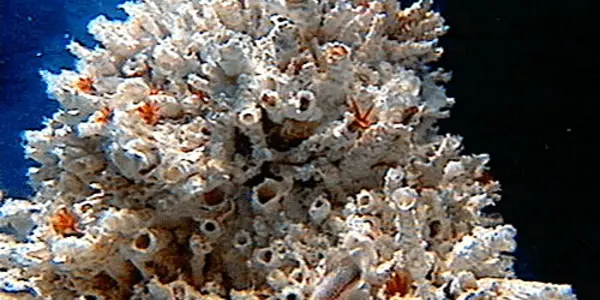 Nautilia Profundicola Gets Extreme Thanks To Genetic Adaptations
