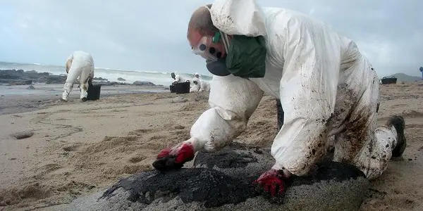 Prestige Oil Spill Cleanup May Have Damaged Rat DNA