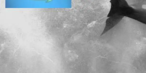 Gray's Paradox Resolved - Dolphins Can Swim That Fast After All And Here's Why
