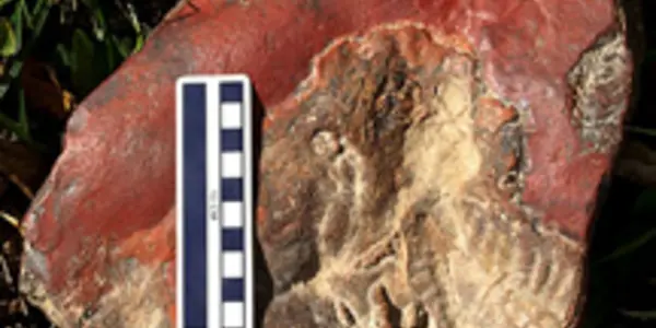 Propanoplosaurus Marylandicus: A Win For Open (And Citizen) Science