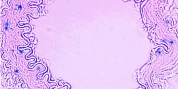A Prostaglandin Target For Maintaining Healthy Blood Pressure