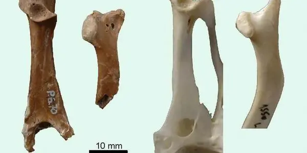 Protoazin Parisiensis: Did South American Hoatzins Originate In Europe?