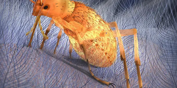 Pseudopulex Jurassicus: Giant Insects Annoyed Dinosaurs Also