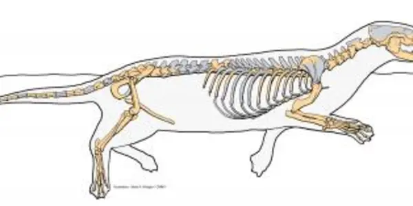 Puijila Darwini  - 'Missing Link' In Evolution Of Seals, Sea Lions And Walruses