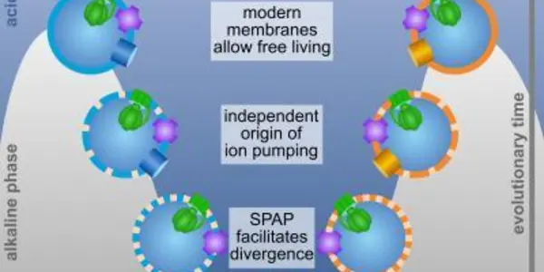 The Math Of Biology And LUCA's Leaky Membrane