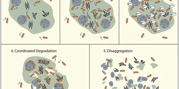 Talking Bacteria Could Affect Climate