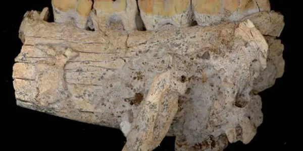 Qesem Cave Hypothesis - Lower Paleolithic Humans Deserve More Hunting Respect