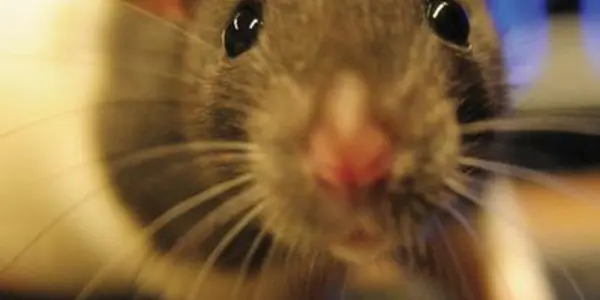 Googly Eyes: Those Of Rats Go In Opposite Directions In Both The Horizontal And Vertical Plane