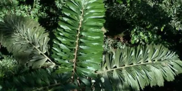 Global Warming Hasn't Hurt Rainforest Diversity (Yet)