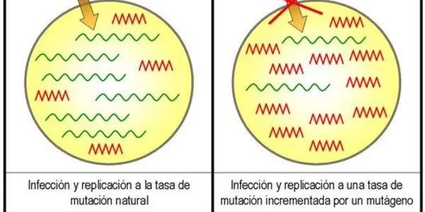 Viral Extinction Gets A Mathematical Model