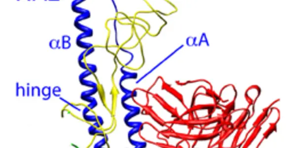 Lab-Made Proteins Neutralize Multiple Strains of Seasonal and Pandemic Flu Viruses