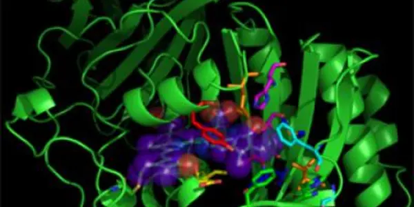 Phytochromes Can Be Engineered Into Infrared-Fluorescent Proteins In Mammals