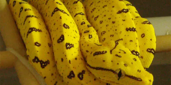Bionic Future Wars: Armor That Mimics Snake Skin