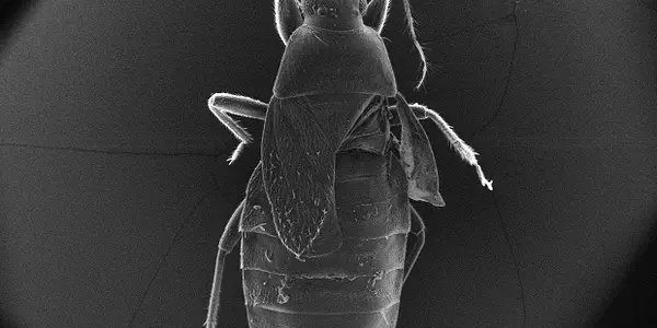 Traumatic Insemination - How Bugs Get Over It